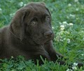 Prize My Eyes Labrador Retrievers image 6