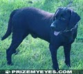 Prize My Eyes Labrador Retrievers image 9
