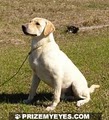 Prize My Eyes Labrador Retrievers image 10
