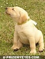 Prize My Eyes Labrador Retrievers logo