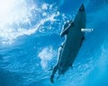 Quiksilver/Roxy image 3
