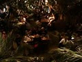 Rainforest Cafe - Anaheim - Disneyland image 3