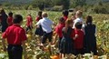 Reichenberger's Pumpkin Patch & Corn Maze image 1