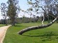 Riviera Country Club image 2