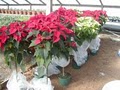 Roberts Mountain Greenhouses inc. image 4