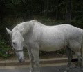 Rock Creek Park Horse Center image 3
