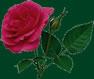 Rogue Valley Roses Llc image 2