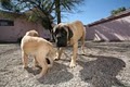 Sabino Canyon Pet Resort image 6