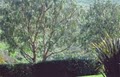 Sam’s Tree Service & Landscaping image 2
