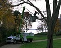 SavATree - Tree Service and Shrub Care image 8