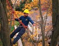 SavATree - Tree Service and Shrub Care image 9