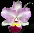 Serene Orchids logo