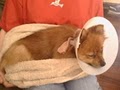 Southern California Pomeranian Rescue image 2