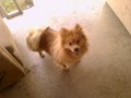 Southern California Pomeranian Rescue image 3