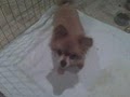Southern California Pomeranian Rescue image 4