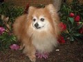 Southern California Pomeranian Rescue image 5