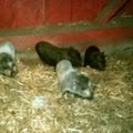 Sunny Side Mini Pop Belly Pigs image 2