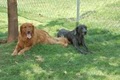 "The BarkMore Pet Hotel & Daycare, LLC" image 3