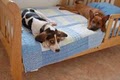 "The BarkMore Pet Hotel & Daycare, LLC" image 4