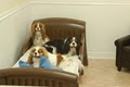 "The BarkMore Pet Hotel & Daycare, LLC" image 9