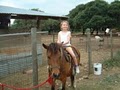 The Farmyard:  Pony Rides, Horseback Riding, Petting Zoo & "Cowboy the Ox"! image 4