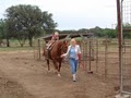 The Farmyard:  Pony Rides, Horseback Riding, Petting Zoo & "Cowboy the Ox"! image 5