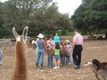 The Farmyard:  Pony Rides, Horseback Riding, Petting Zoo & "Cowboy the Ox"! image 6