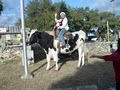 The Farmyard:  Pony Rides, Horseback Riding, Petting Zoo & "Cowboy the Ox"! image 8