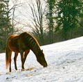 The Kids' Barn at Mooreland Equestrian Center logo