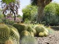 The Ruth Bancroft Garden image 3