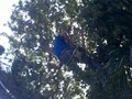 Tree Service image 3