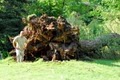 True Cut Tree Care image 3