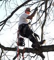 True Cut Tree Care image 1