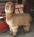 Turner Alpaca Farm image 2
