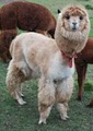 Turner Alpaca Farm image 3