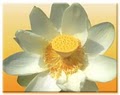 White Lotus Acupuncture image 4