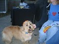 Yappy Hour Pet Parties image 4