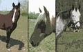 3 Horses Training & Lessons logo