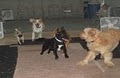 A Better Companion Pet Training (ABC Pet Training) image 4