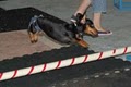 A Better Companion Pet Training (ABC Pet Training) image 7