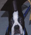 A Better Companion Pet Training (ABC Pet Training) image 9