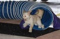 A Better Companion Pet Training (ABC Pet Training) image 10