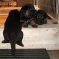 AKC German Shepherds, Puppies and Adults from Shepherd's Meadow image 3