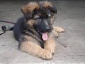 AKC German Shepherds, Puppies and Adults from Shepherd's Meadow image 10