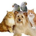 Affectionately Yours Pet Sitting Service image 6