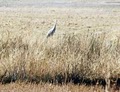 Alamosa National Wildlife Refuge image 4