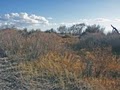 Alamosa National Wildlife Refuge image 8