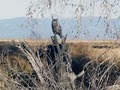 Alamosa National Wildlife Refuge image 9