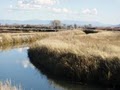 Alamosa National Wildlife Refuge image 10