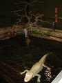 Alligator Adventure image 4
